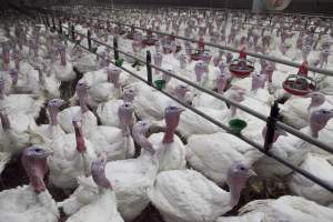 Australian turkey farming, 2012