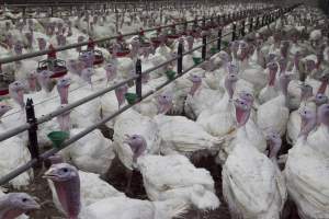 Australian turkey farming - Close to slaughter weight - Captured at Ingham Turkey Farm, Marulan NSW Australia.