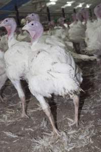 Australian turkey farming - Close to slaughter weight - Captured at Ingham Turkey Farm, Marulan NSW Australia.