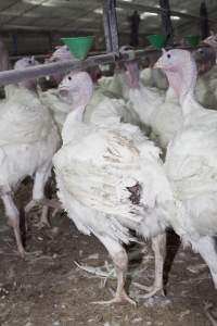 Australian turkey farming - Close to slaughter weight - Captured at Ingham Turkey Farm, Marulan NSW Australia.