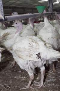 Australian turkey farming - Close to slaughter weight - Captured at Ingham Turkey Farm, Marulan NSW Australia.