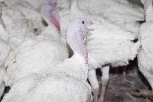 Australian turkey farming - Close to slaughter weight - Captured at Ingham Turkey Farm, Marulan NSW Australia.