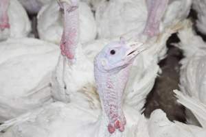 Australian turkey farming - Close to slaughter weight - Captured at Ingham Turkey Farm, Marulan NSW Australia.