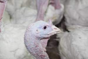 Australian turkey farming - Close to slaughter weight - Captured at Ingham Turkey Farm, Marulan NSW Australia.