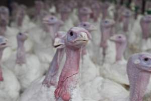 Australian turkey farming - Close to slaughter weight - Captured at Ingham Turkey Farm, Marulan NSW Australia.