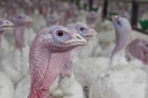 Australian turkey farming - Close to slaughter weight - Captured at Ingham Turkey Farm, Marulan NSW Australia.