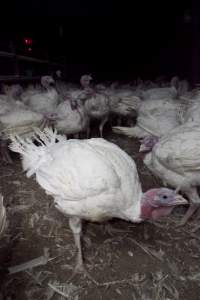 Australian turkey farming - Close to slaughter weight - Captured at Ingham Turkey Farm, Marulan NSW Australia.