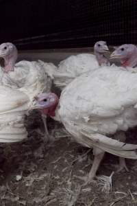 Australian turkey farming - Close to slaughter weight - Captured at Ingham Turkey Farm, Marulan NSW Australia.