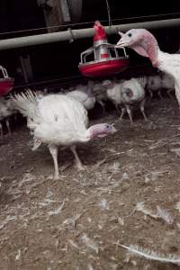 Australian turkey farming - Close to slaughter weight - Captured at Ingham Turkey Farm, Marulan NSW Australia.