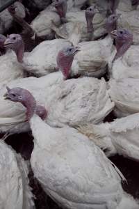 Australian turkey farming, 2012