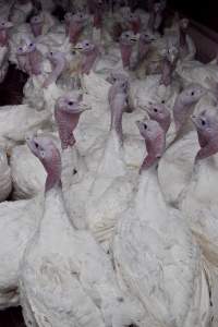 Australian turkey farming - Close to slaughter weight - Captured at Ingham Turkey Farm, Marulan NSW Australia.