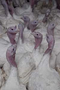 Australian turkey farming - Close to slaughter weight - Captured at Ingham Turkey Farm, Marulan NSW Australia.