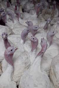 Australian turkey farming - Close to slaughter weight - Captured at Ingham Turkey Farm, Marulan NSW Australia.