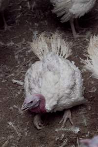 Australian turkey farming - Close to slaughter weight - Captured at Ingham Turkey Farm, Marulan NSW Australia.