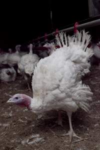 Australian turkey farming - Close to slaughter weight - Captured at Ingham Turkey Farm, Marulan NSW Australia.