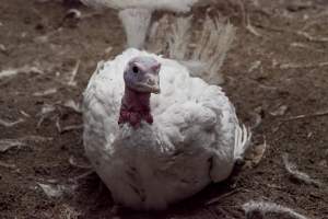 Australian turkey farming - Close to slaughter weight - Captured at Ingham Turkey Farm, Marulan NSW Australia.