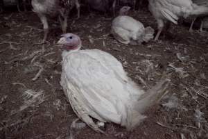 Australian turkey farming - Close to slaughter weight - Captured at Ingham Turkey Farm, Marulan NSW Australia.