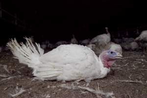 Australian turkey farming - Close to slaughter weight - Captured at Ingham Turkey Farm, Marulan NSW Australia.