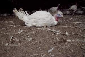 Australian turkey farming - Close to slaughter weight - Captured at Ingham Turkey Farm, Marulan NSW Australia.