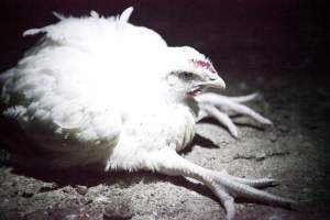 Broiler (meat) chickens, approx 7 weeks old - Close to slaughter weight - Captured at Unknown Red Lea Broiler Farm, Marulan NSW Australia.