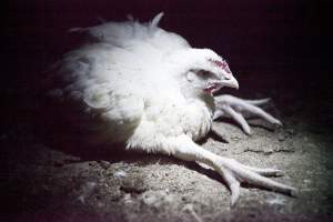 Broiler (meat) chickens, approx 7 weeks old - Close to slaughter weight - Captured at Unknown Red Lea Broiler Farm, Marulan NSW Australia.