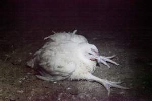 Broiler (meat) chickens, approx 7 weeks old - Close to slaughter weight - Captured at Unknown Red Lea Broiler Farm, Marulan NSW Australia.