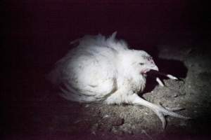 Broiler (meat) chickens, approx 7 weeks old - Close to slaughter weight - Captured at Unknown Red Lea Broiler Farm, Marulan NSW Australia.