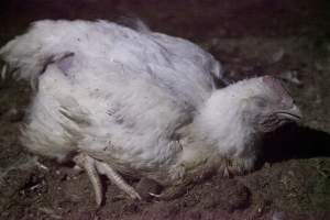 Broiler (meat) chickens, approx 7 weeks old - Close to slaughter weight - Captured at Unknown Red Lea Broiler Farm, Marulan NSW Australia.