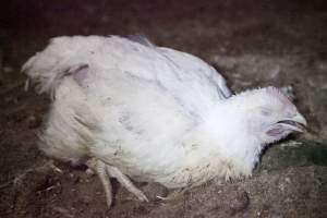 Broiler (meat) chickens, approx 7 weeks old - Close to slaughter weight - Captured at Unknown Red Lea Broiler Farm, Marulan NSW Australia.