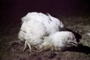 Broiler (meat) chickens, approx 7 weeks old - Close to slaughter weight - Captured at Unknown Red Lea Broiler Farm, Marulan NSW Australia.