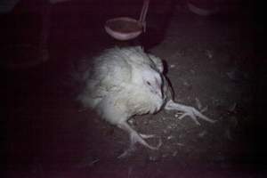 Broiler (meat) chickens, approx 7 weeks old - Close to slaughter weight - Captured at Unknown Red Lea Broiler Farm, Marulan NSW Australia.