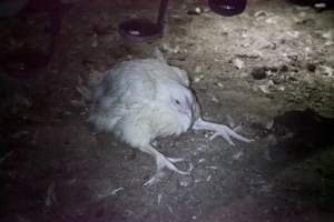 Broiler (meat) chickens, approx 7 weeks old - Close to slaughter weight - Captured at Unknown Red Lea Broiler Farm, Marulan NSW Australia.