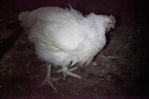 Broiler (meat) chickens, approx 7 weeks old - Close to slaughter weight - Captured at Unknown Red Lea Broiler Farm, Marulan NSW Australia.