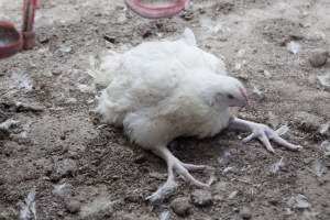 Broiler (meat) chickens, approx 7 weeks old - Close to slaughter weight - Captured at Unknown Red Lea Broiler Farm, Marulan NSW Australia.