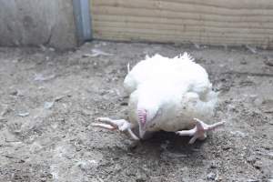 Broiler (meat) chickens, approx 7 weeks old - Close to slaughter weight - Captured at Unknown Red Lea Broiler Farm, Marulan NSW Australia.