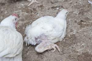 Broiler (meat) chickens, approx 7 weeks old - Close to slaughter weight - Captured at Unknown Red Lea Broiler Farm, Marulan NSW Australia.