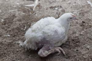 Broiler (meat) chickens, approx 7 weeks old - Close to slaughter weight - Captured at Unknown Red Lea Broiler Farm, Marulan NSW Australia.