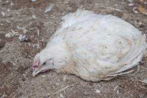 Broiler (meat) chickens, approx 7 weeks old - Close to slaughter weight - Captured at Unknown Red Lea Broiler Farm, Marulan NSW Australia.