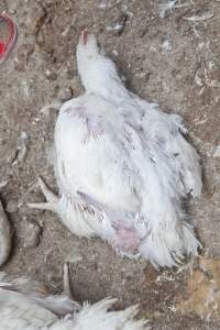 Broiler (meat) chickens, approx 7 weeks old - Close to slaughter weight - Captured at Unknown Red Lea Broiler Farm, Marulan NSW Australia.