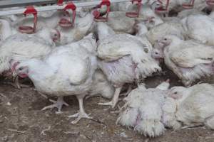 Broiler (meat) chickens, approx 7 weeks old - Close to slaughter weight - Captured at Unknown Red Lea Broiler Farm, Marulan NSW Australia.