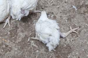 Broiler (meat) chickens, approx 7 weeks old - Close to slaughter weight - Captured at Unknown Red Lea Broiler Farm, Marulan NSW Australia.