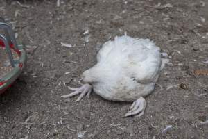 Broiler (meat) chickens, approx 7 weeks old - Close to slaughter weight - Captured at Unknown Red Lea Broiler Farm, Marulan NSW Australia.