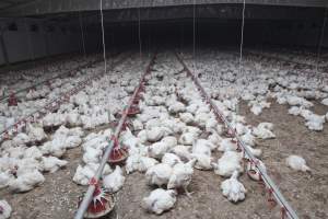 Broiler (meat) chickens, approx 7 weeks old - Close to slaughter weight - Captured at Unknown Red Lea Broiler Farm, Marulan NSW Australia.