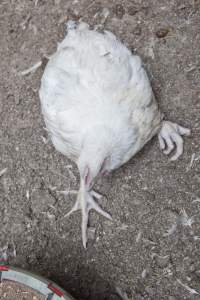 Broiler (meat) chickens, approx 7 weeks old - Close to slaughter weight - Captured at Unknown Red Lea Broiler Farm, Marulan NSW Australia.