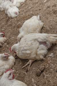 Broiler (meat) chickens, approx 7 weeks old - Close to slaughter weight - Captured at Unknown Red Lea Broiler Farm, Marulan NSW Australia.