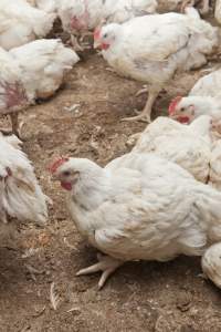 Broiler (meat) chickens, approx 7 weeks old - Close to slaughter weight - Captured at Unknown Red Lea Broiler Farm, Marulan NSW Australia.