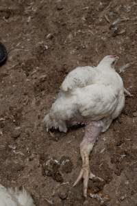 Broiler (meat) chickens, approx 7 weeks old - Close to slaughter weight - Captured at Unknown Red Lea Broiler Farm, Marulan NSW Australia.