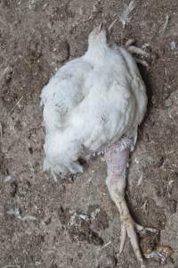 Broiler (meat) chickens, approx 7 weeks old - Close to slaughter weight - Captured at Unknown Red Lea Broiler Farm, Marulan NSW Australia.