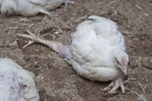 Broiler (meat) chickens, approx 7 weeks old - Close to slaughter weight - Captured at Unknown Red Lea Broiler Farm, Marulan NSW Australia.