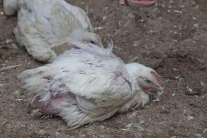 Broiler (meat) chickens, approx 7 weeks old - Close to slaughter weight - Captured at Unknown Red Lea Broiler Farm, Marulan NSW Australia.